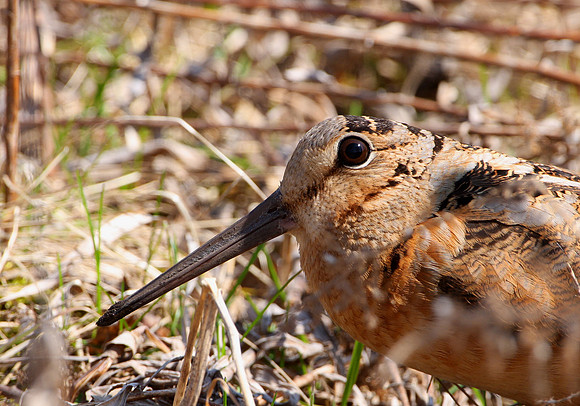 American Woodcock
