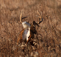 White-tailed Deer