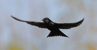Purple Martin