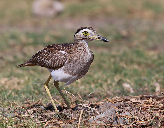 Double-striped Thick-Knee on nest - Casa Solimar, Costa Rica