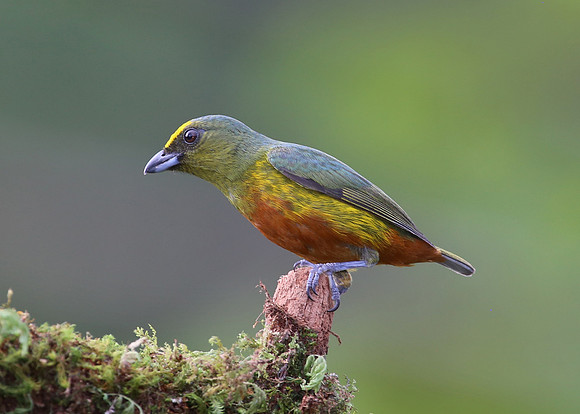 Olive-backed Euphonia - Laguna lagarto, Costa Rica