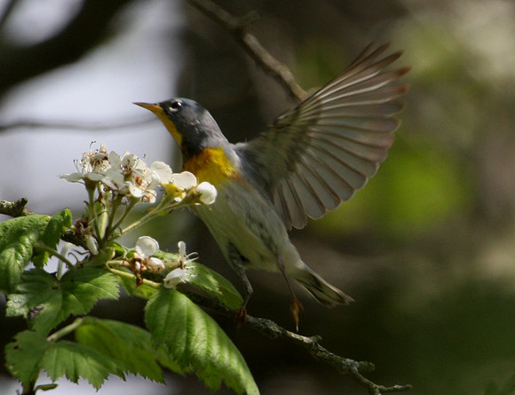 Northern Parula