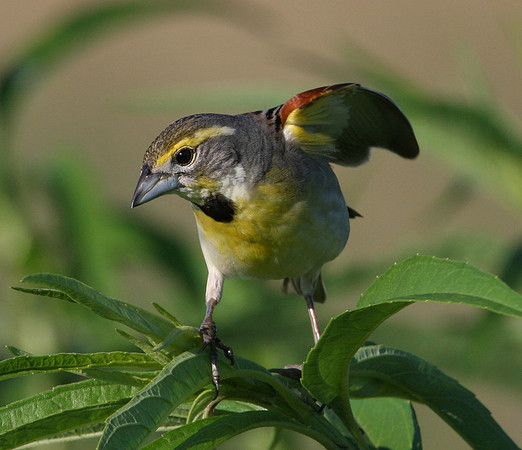 Dickcissel
