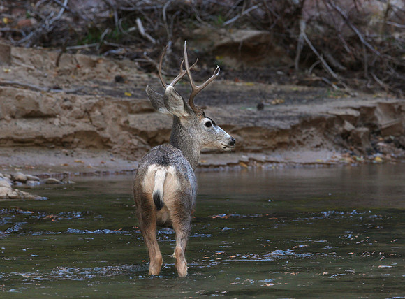 Mule Deer Zion National Park