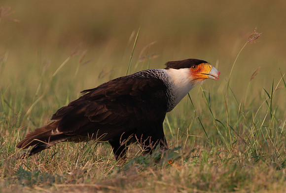 Crested Caracara