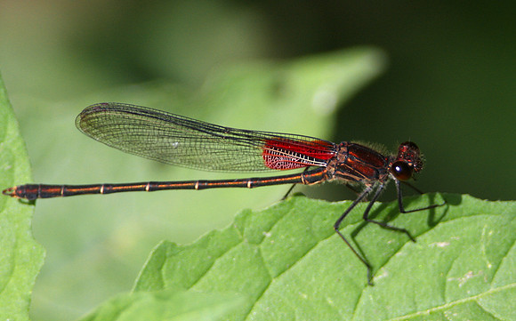 American Rubyspot (male)