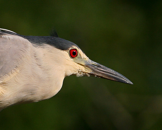 Black Crowned Night Heron