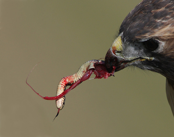 Red-tailed Hawk with Garter Snake