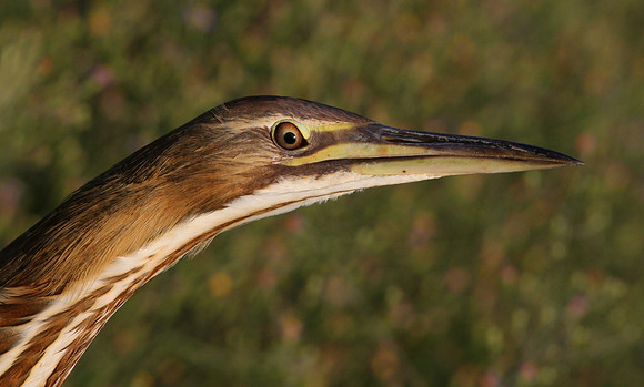 American Bittern Anahuac National Wildlife Refuge, Texas