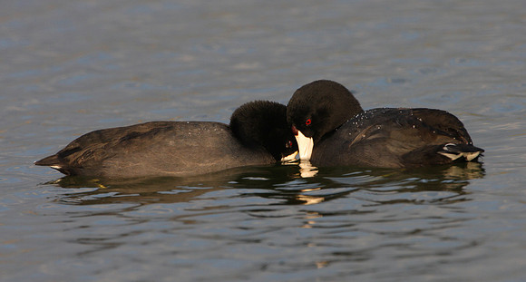 American Coot