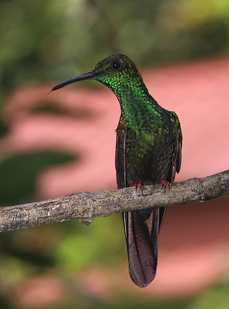 Bronze-tailed Plumeleteer - Costa Rica