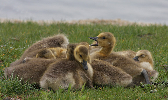 Canada Goose Chicks