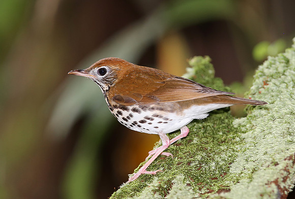 Wood Thrush - Costa Rica