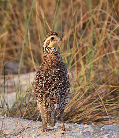 Northern Bobwhite - Aransas National Wildlife Refuge, Texas