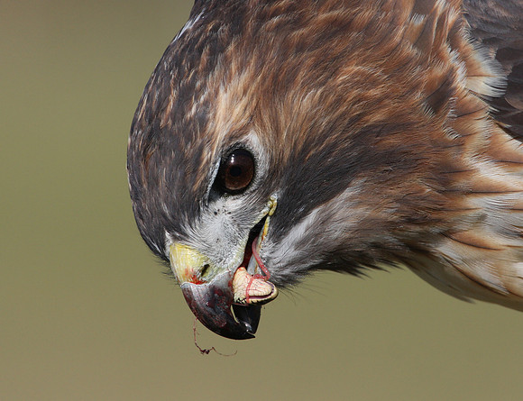 Red-tailed Hawk with Garter Snake