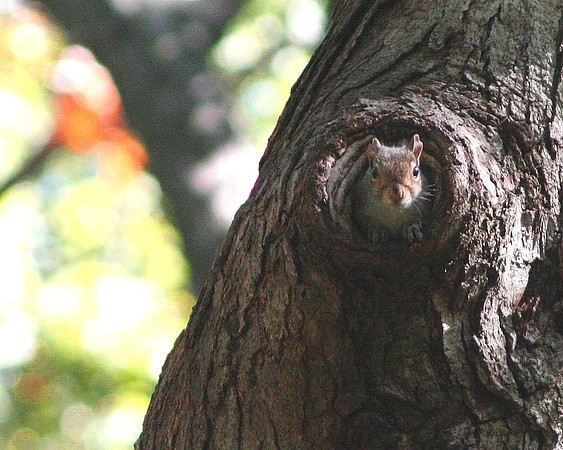 Eastern Gray Squirrel
