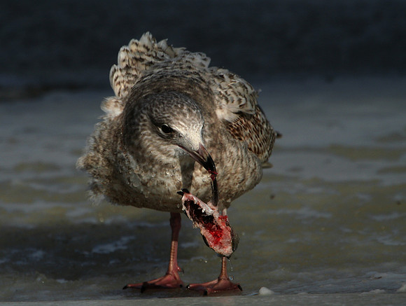 Herring Gull (with fish)