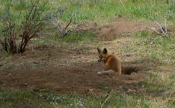 Red Fox