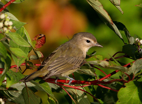 Warbling Vireo