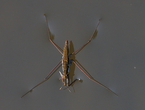 Common Water Strider