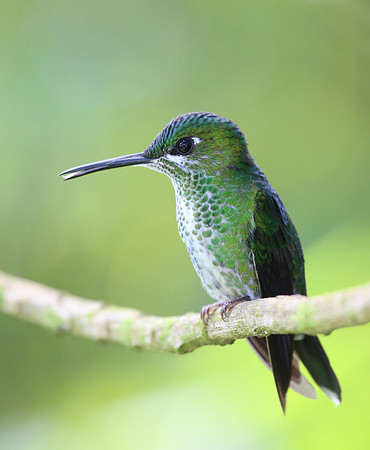Green-crowned Brilliant - Costa Rica