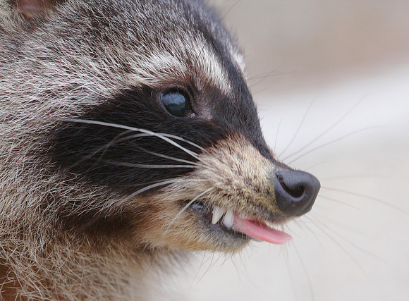 Raccoon - Goose Lake Prairie