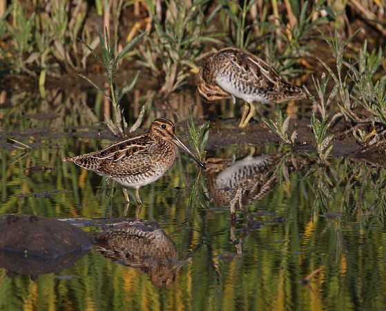 Wilson's Snipe