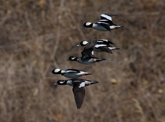 Bufflehead