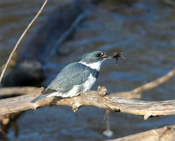 Belted Kingfisher