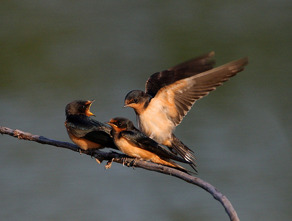 Barn Swallow