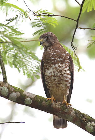 Broad-winged Hawk - Costa Rica