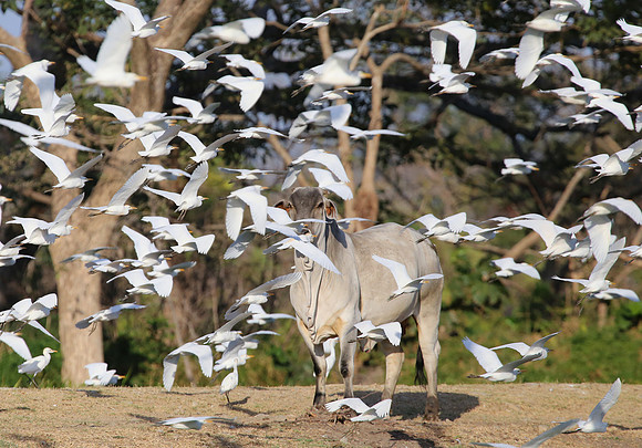 Cattle Egret - Casa Solimar, Costa Rica