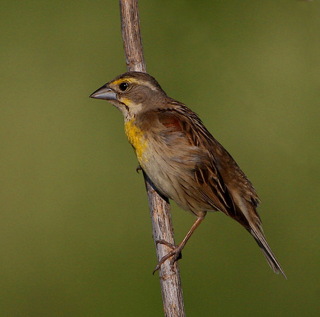 Dickcissel