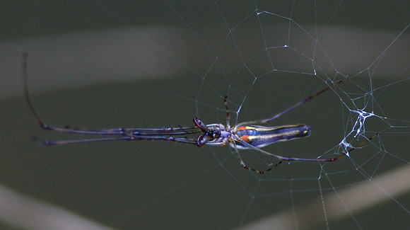 Elongate Long-jawed Orb Weaver (SPP?)