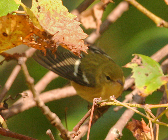 Pine Warbler
