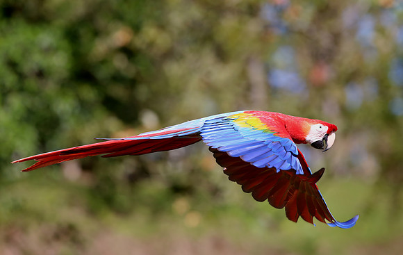 Scarlet Macaw - Selva Verde, Costa Rica