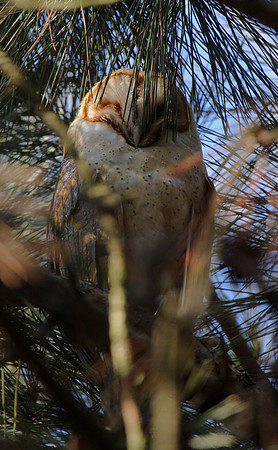 Barn Owl