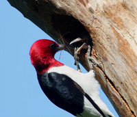 Red-headed Woodpecker