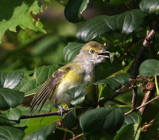 White-eyed Vireo