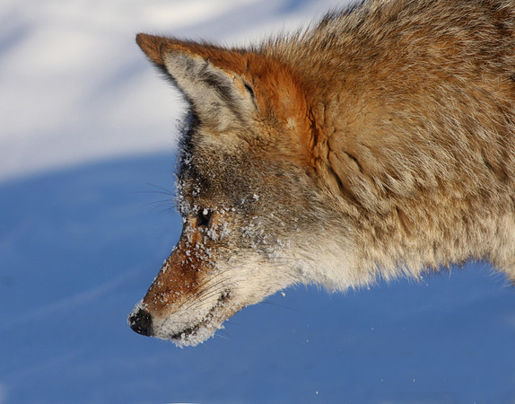Coyote