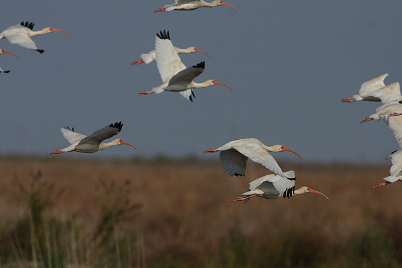 White Ibis