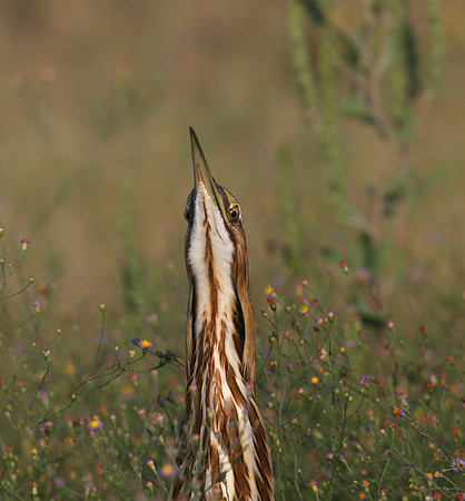 American Bittern Anahuac National Wildlife Refuge, Texas