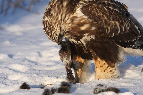 Rough-legged Hawk