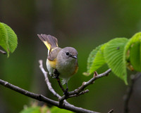 American Redstart (female)