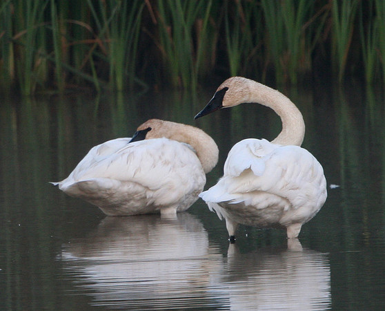 Trumpeter Swans
