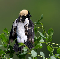 Bobolink