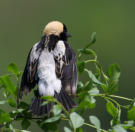 Bobolink