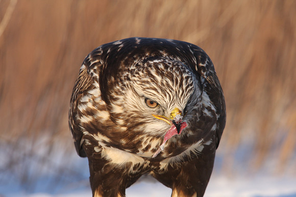 Rough-legged Hawk