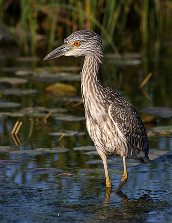 Yellow-crowned Night Heron (juvenile)