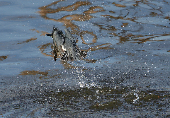 Belted Kingfisher